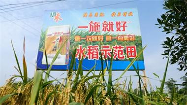 6686体育九禾公司“一施就好”专用复合肥水稻试验示范喜获丰收